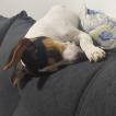 Tito, Parson Jack Russell Terrier (De Pelaje Corto - Suave)