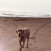 Jagger, Braco De Weimar (De Pelo Corto - Suave)