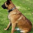 Miztli, Pastor Belga Malinois