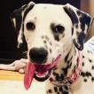 Lucy