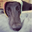 Daisy, Greyhound