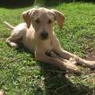 Sydney, Labrador