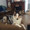 Maggy, Pastor De Shetland