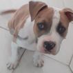 Terra, American staffordshire terrier