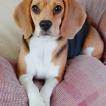 Khalessi, Beagle