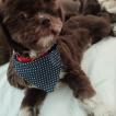Tobias, Shih Tzu