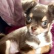 SPARROW, Chihuahua