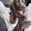 Flynn, Cocker Spaniel