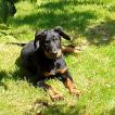 SCANDOLA, Beauceron