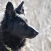 Zazu, Cane da pastore belga