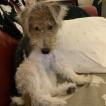 Fred, Wire Fox Terrier