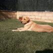 D, Labrador Retriever