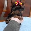 Mali, Yorkshire Terrier
