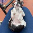 Robertha, Bulldog Francés