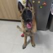 Goku, Pastor Belga Malinois
