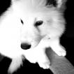 Solo, Berger Blanc Suisse