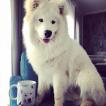 KOBE, Samoyedo