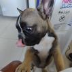 Trish, Bouledogue francese