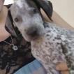 Luna, Braco Alemán De Pelo Corto