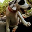 Pongo, Dálmata