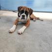 Thor, Boxer