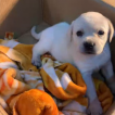 Jordan, Labrador Retriever