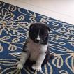 Mel, Border Collie
