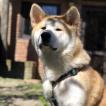 Anakin, Akita Inu