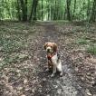 Snoopy, Epagneul Breton