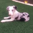Kiara, Border Collie