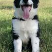 GO, Border Collie