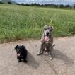 Gonzo, Cane Corso