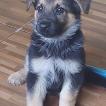 Kira, Perro Pastor Alemán