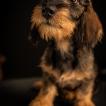 Nina