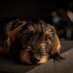 Nina, Dachshund (Pelo Largo)