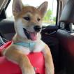 Kenta, Shiba Inu Japonés