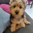 Zoe, Yorkshire Terrier