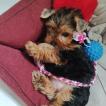Zoe