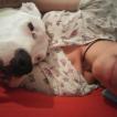 Sasha ..., Dogo Argentino