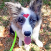Severide, Border Collie
