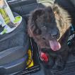 Suzie, Chow Chow
