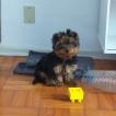 Zeca, Yorkshire Terrier