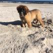 Lucy, Leonberg