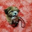 Thor, Shih Tzu