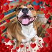 mika, Staffordshire Bull Terrier