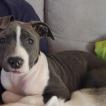 Spiky, Staffordshire Bull Terrier