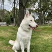 Ragnar, Husky Siberiano