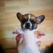 Shinzō, Chihuahua