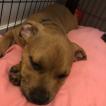 Osaka, Staffordshire Bull Terrier
