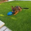 sparow, Berger Allemand